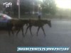 cai in mijlocul bucurestiului cai in mijlocul bucurestiului