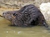 castor castor