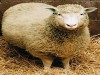 clonarea animalelor clonarea animalelor