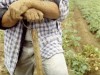 culturi eco