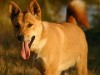 caini dingo caini dingo