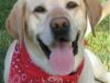labrador labrador
