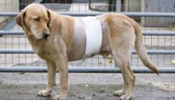 labrador lovit de tren