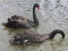 lebede negre in parcul bordei