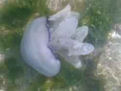 meduza