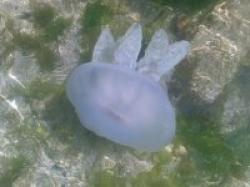 meduza
