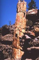 paduri pietrificate