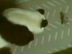 urs panda