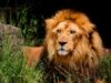 zoo zoo