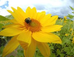 agricultura ecologica