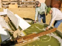 algaebiodiesel