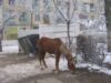 animale fara stapan