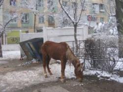 animale fara stapan