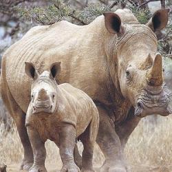 animale rare