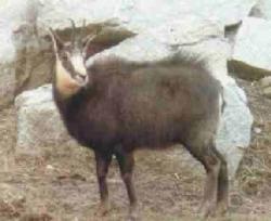 capre negre