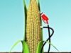 combustibil bio combustibil bio