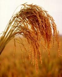 criza alimentara