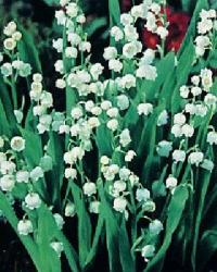 flori organice