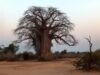fructe de baobab - novel food