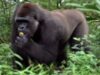 gorila la zoo