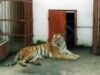 Gradina Zoologica de la Bucov
