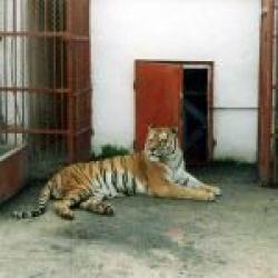 Gradina Zoologica de la Bucov