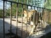 leoaica zoo buhusi leoaica zoo buhusi