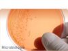 microbiologie