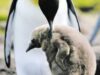 pinguini