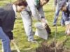 plantare-copaci.jpg plantare-copaci.jpg
