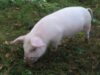 porc
