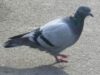 porumbel spion porumbel spion