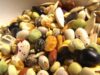 seeds