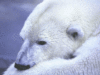 urs polar