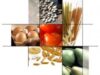 agricultura ecologica