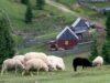 agricultura taraneasca