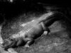 aligator