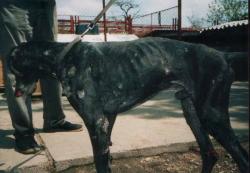 animale neglijate