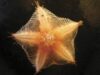 Census of Marine Life
