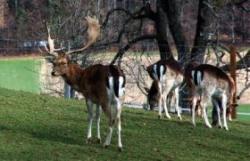 cerbi lopatari impuscati la vanatoare ilegala