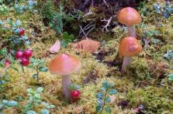 ciuperci indicatori