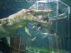 Crocosaurus Cove
