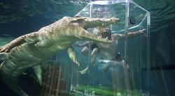 Crocosaurus Cove