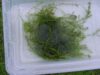 Elodia Canadensis