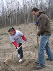 voluntari plantari