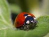 insecte