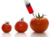 legume modificate genetic