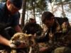leopardul siberian