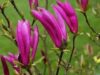 magnolie