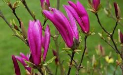 magnolie